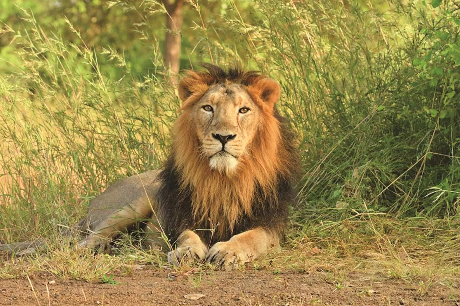Lions of the Arid West