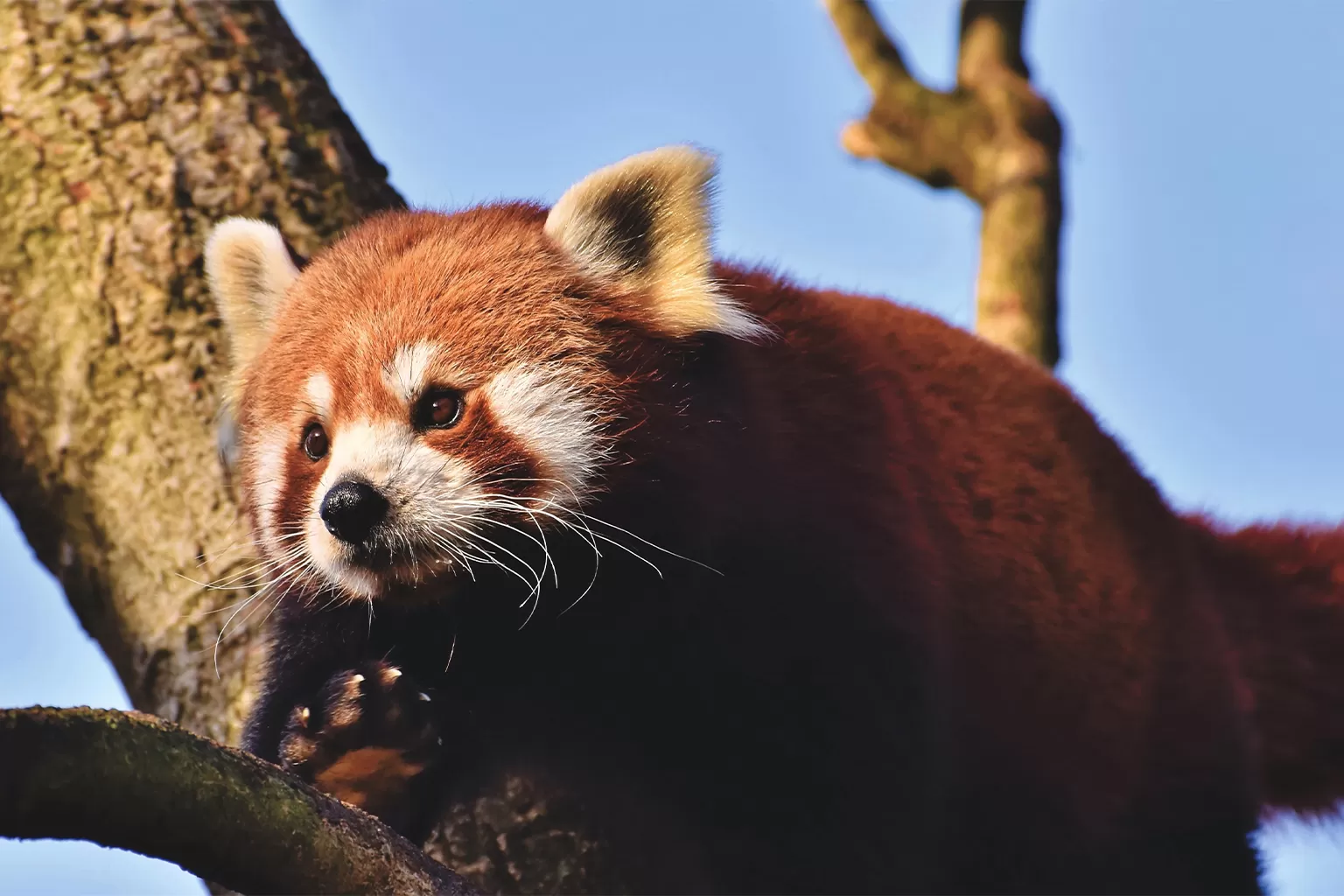 The Rhino & The Red Panda