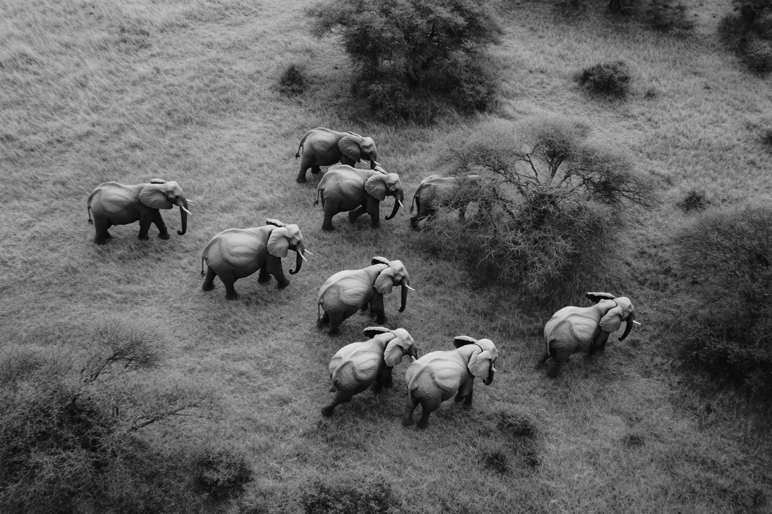 The Shivalik Elephant Corridors