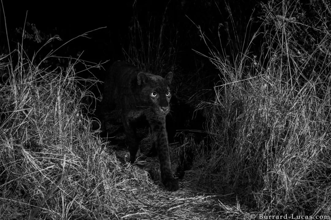 The Southern Black Panther Trail