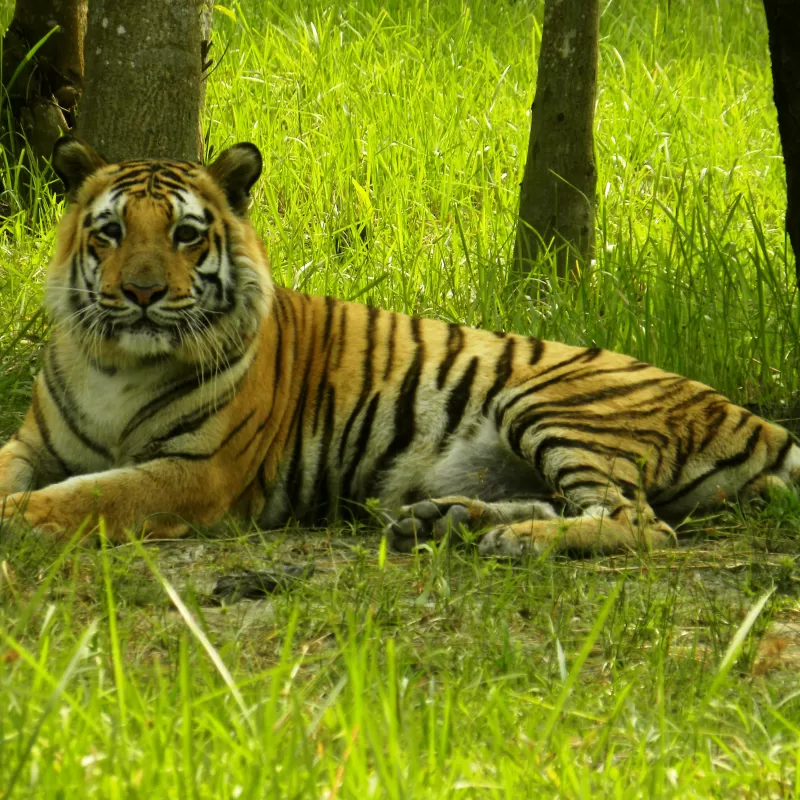 The Swimming Tigers of Bengal